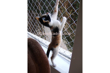 Redes de Proteção em Perdizes