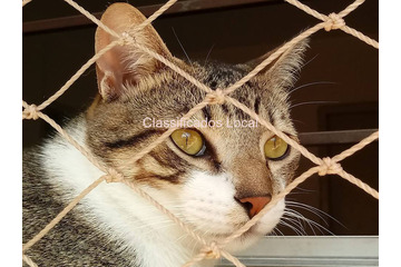 Redes de Proteção na Vila Mariana