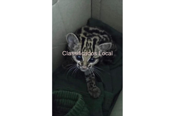 Gatinhos Ocelot e Savannah com lindo Caracal