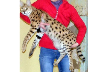 Gatinhos Ocelot e Savannah com lindo Caracal