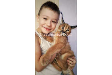 Gatinhos Ocelot e Savannah com lindo Caracal