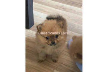 Cachorros Lulu da Pomerânia